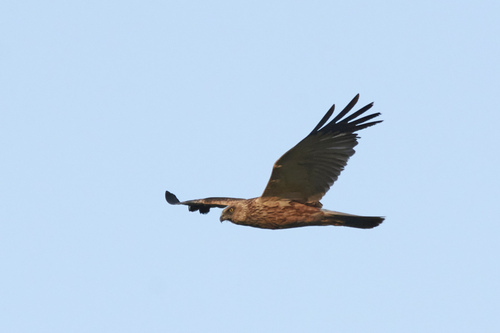 Western Marsh Harrier