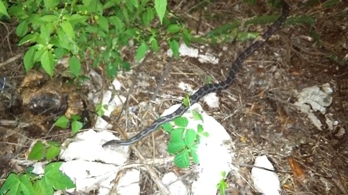 Yucatan Rat Snake