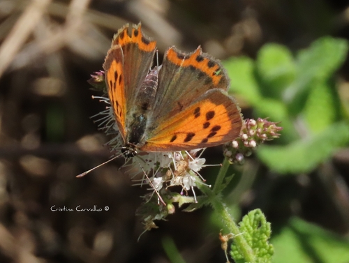 Small Copper