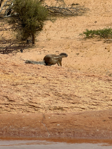 South African Ground Squirrel