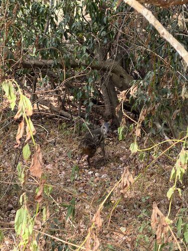 White-spotted Chevrotain
