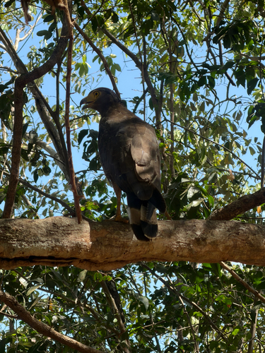 Ceylon Serpent-Eagle