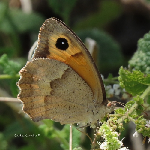 Meadow Brown