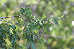Nothofagus obliqua, photograph (c) Grzegorz Grzejszczak, some rights reserved (CC BY-SA)
