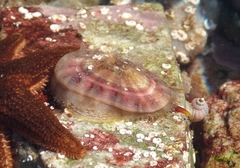 Fissurella crassa