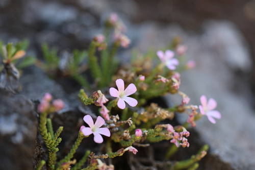 Ourisia microphylla, photograph 2