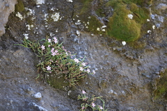Ourisia microphylla, photograph (c) Grzegorz Grzejszczak, some rights reserved (CC BY-SA)