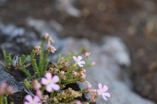 Ourisia microphylla, photograph 3