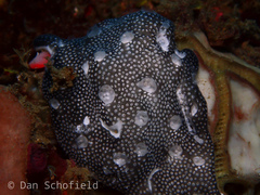 Leptoclinides reticulatus