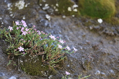 Ourisia microphylla