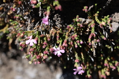 Ourisia microphylla, photograph (c) Grzegorz Grzejszczak, some rights reserved (CC BY-SA)