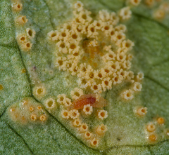 Puccinia sessilis