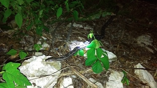 Yucatan Rat Snake