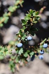 Berberis microphylla, photograph (c) Grzegorz Grzejszczak, some rights reserved (CC BY-SA)