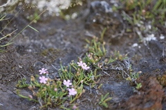 Ourisia microphylla, photograph (c) Grzegorz Grzejszczak, some rights reserved (CC BY-SA)