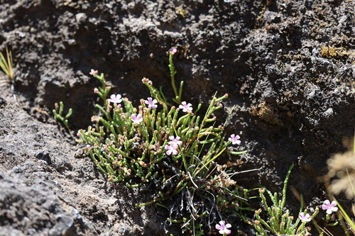 Ourisia microphylla, photograph 6