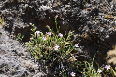 Ourisia microphylla, photograph (c) Grzegorz Grzejszczak, some rights reserved (CC BY-SA)