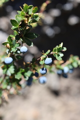 Berberis microphylla, photograph (c) Grzegorz Grzejszczak, some rights reserved (CC BY-SA)
