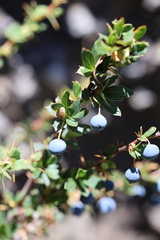 Berberis microphylla, photograph (c) Grzegorz Grzejszczak, some rights reserved (CC BY-SA)