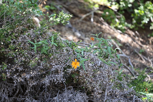 Mutisia decurrens, photograph 2