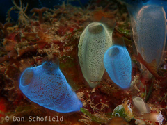 Rhopalaea