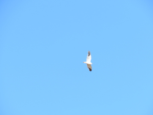 Black-winged Kite