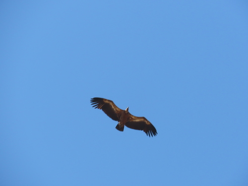 Eurasian Griffon