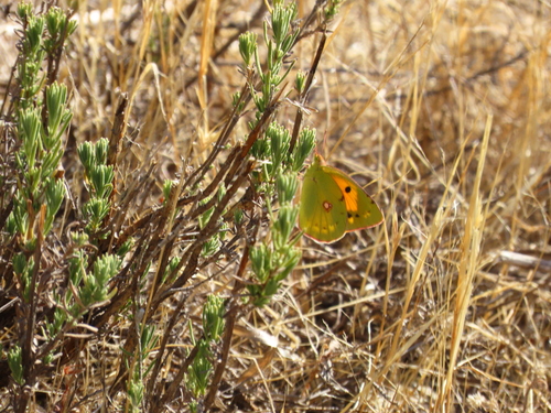Clouded Yellow