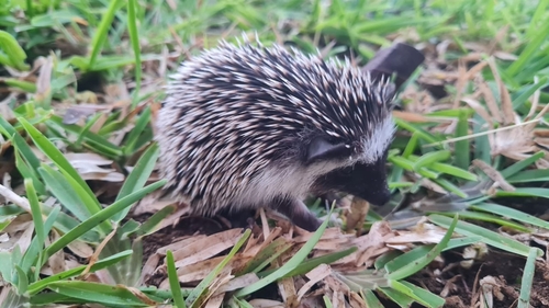 Four-toed Hedgehog