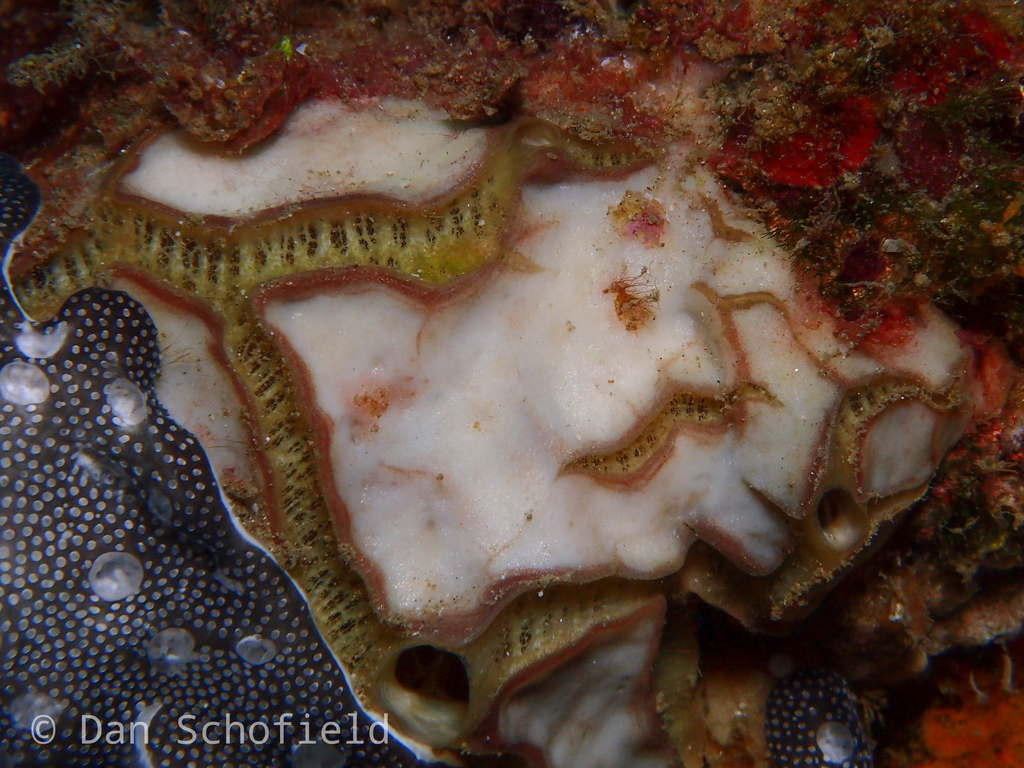 Placospongia carinata