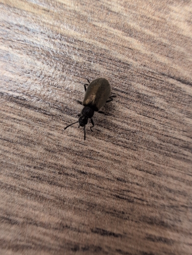 Hairy Darkling Beetle