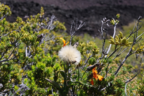 Mutisia decurrens, photograph 1
