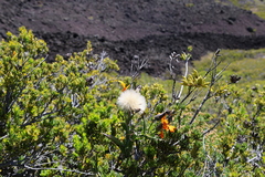 Mutisia decurrens