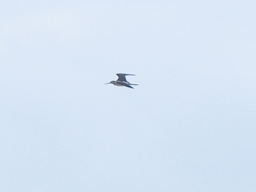 Common Greenshank