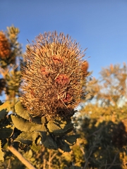 Banksia sceptrum