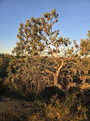Banksia sceptrum, photograph author not stated, no rights reserved