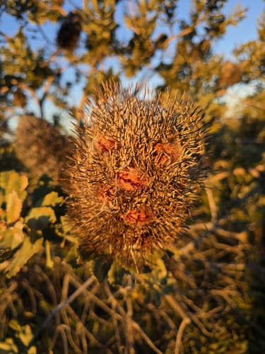 Banksia sceptrum, photograph 3