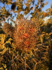 Banksia sceptrum, photograph author not stated, no rights reserved