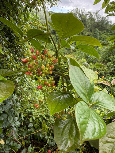 Illigera luzonensis observed 2026-08-30