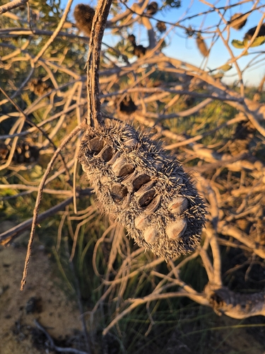 Banksia sceptrum, photograph 4