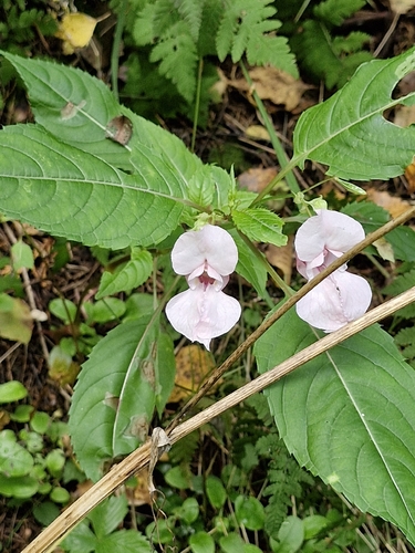 Himalayan balsam