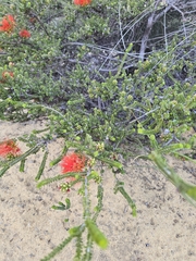 Melaleuca aestiva