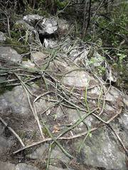 Selenicereus spinulosus