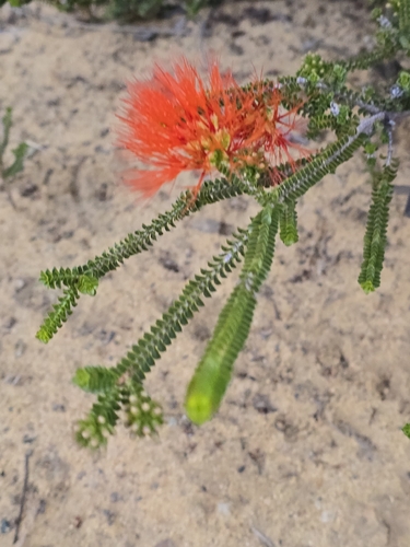Melaleuca aestiva, photograph 3