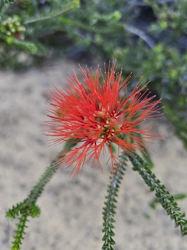 Melaleuca aestiva, photograph 4