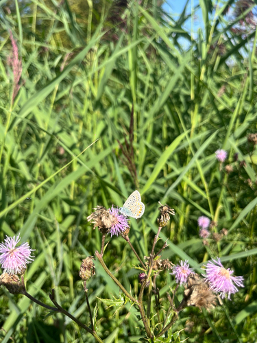 Common Blue