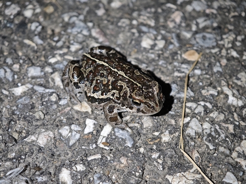 Mongolian Toad