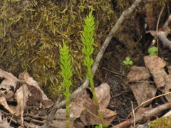 Equisetum pratense