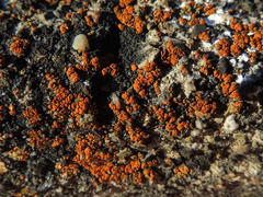 Pyrenodesmia pratensis