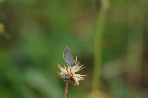 Lesser Grass Blue